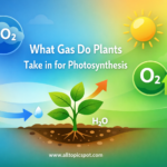 What Gas Do Plants Take in for Photosynthesis