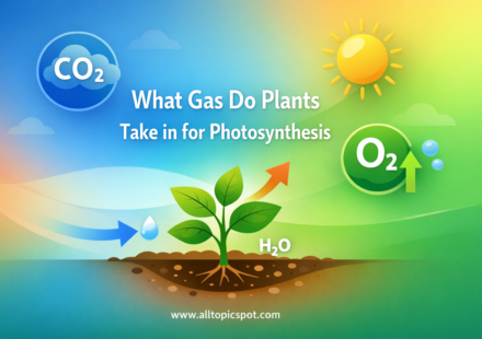 What Gas Do Plants Take in for Photosynthesis