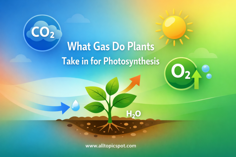 What Gas Do Plants Take in for Photosynthesis