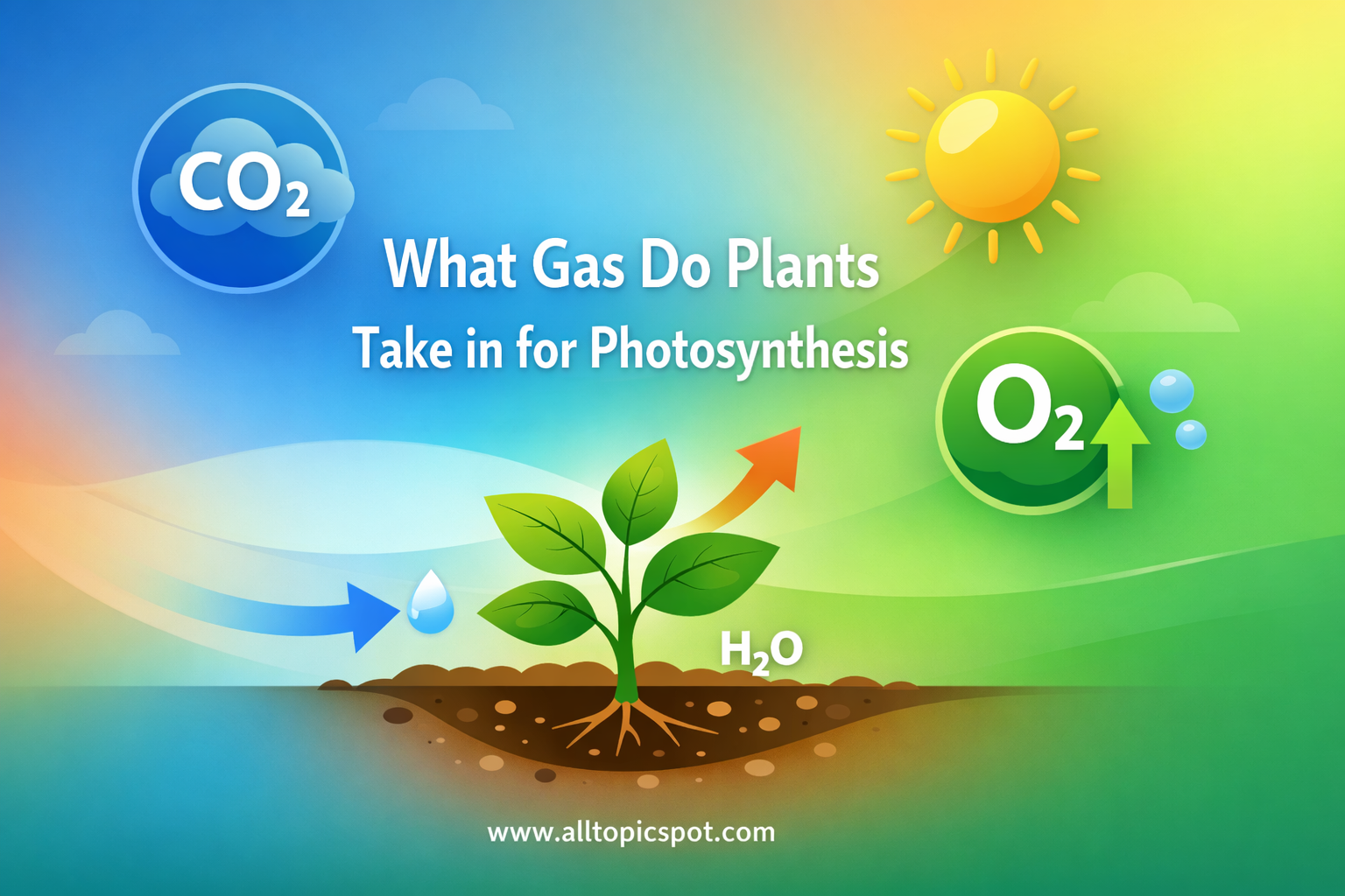 What Gas Do Plants Take in for Photosynthesis