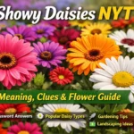 showy daisies nyt