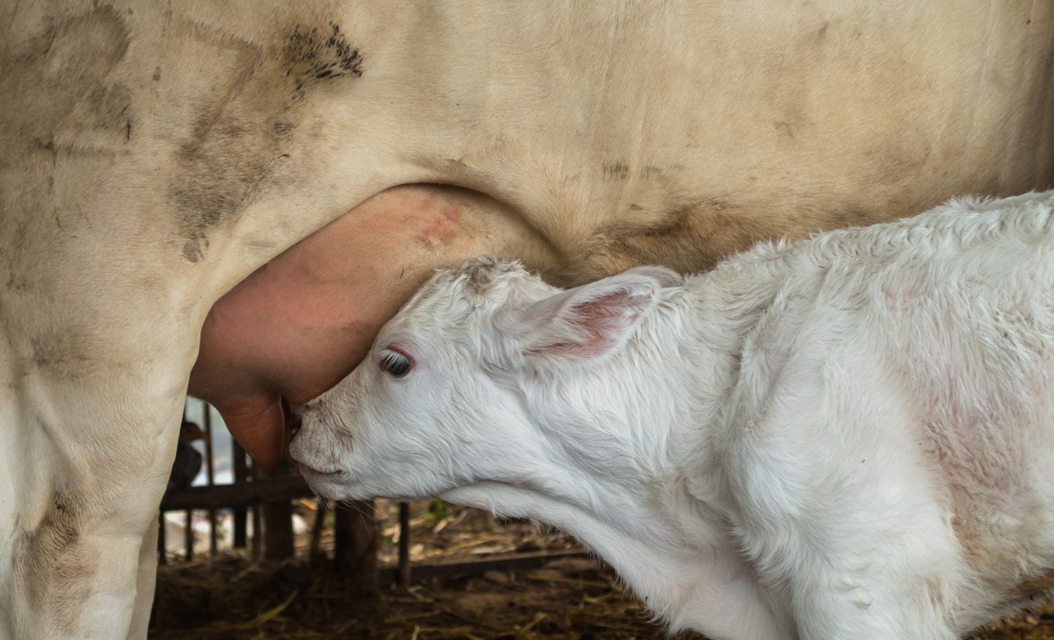 Nursing spot NYT crossword clue answer TEAT — calf nursing from its mother